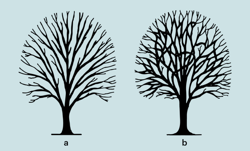 Two trees: a has branches that are connected only at the trunk (biological evolution), and b has branches that are interrelated (cultural evolution)